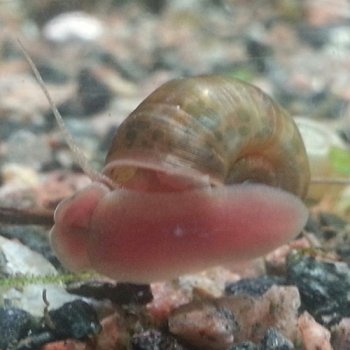 Posthornschnecke direkt hier bestellen Aquaristik, Koi und Teich